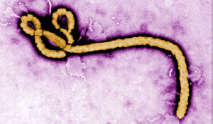 Image of Ebola